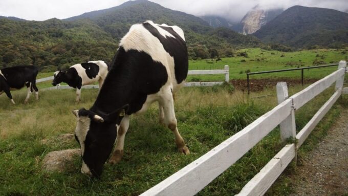 Kundasang: Day Tour With Desa Dairy Farm & Alpaca Club - Transportation Details