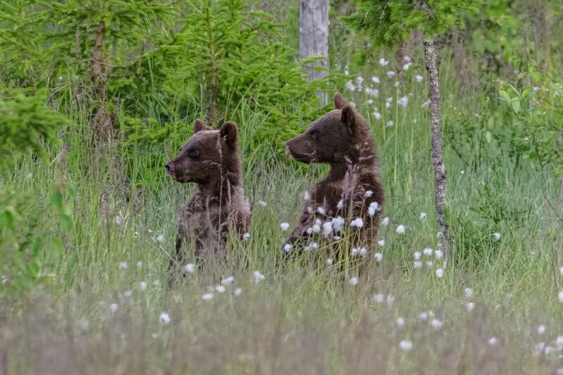 Kuusamo: Bear Watching Evening - Accessibility and Requirements