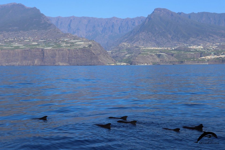 La Palma: 3-Hour Dolphin and Whale Watching Experience - Customer Ratings and Feedback