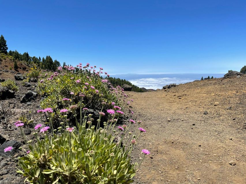 La Palma: Guided Trekking Tour to Volcanoes South - Customer Feedback and Ratings