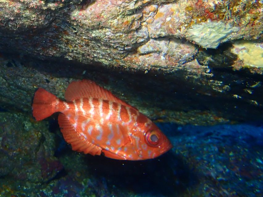 La Palma: Snorkeling Tour in Los Cancajos - Getting There