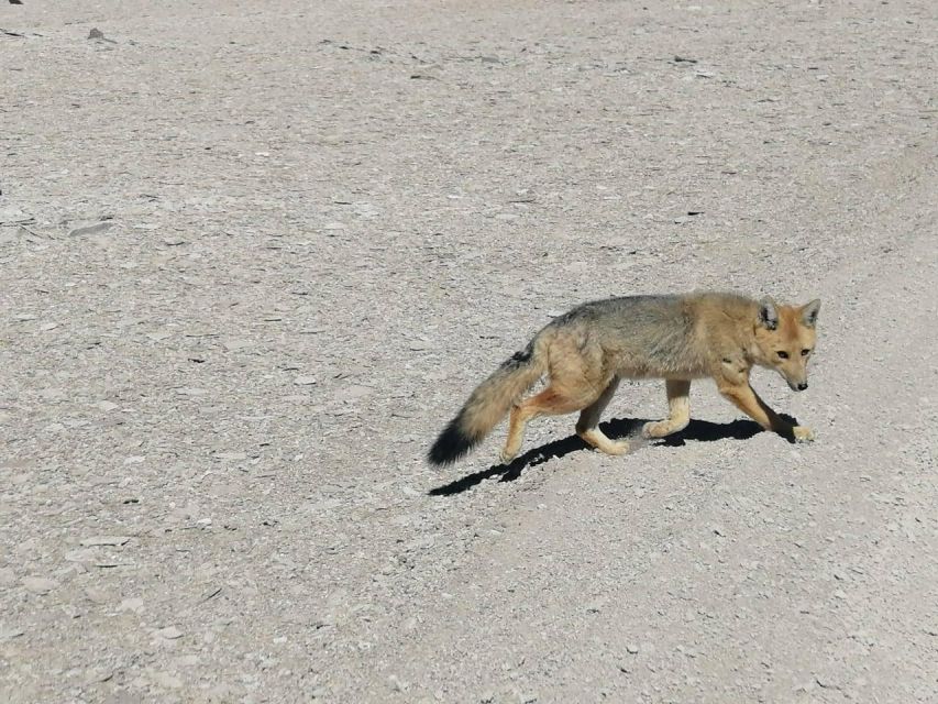 La Paz: 5-Day Uyuni Salt Flats by Bus - Accommodation Information