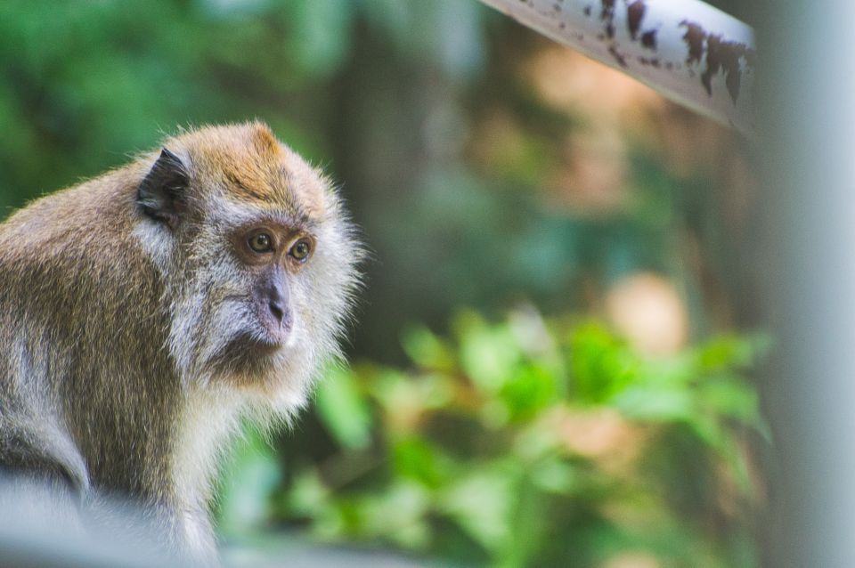 Lagoon Tour to Monkey Island in Negombo - Tour Activities and Safety