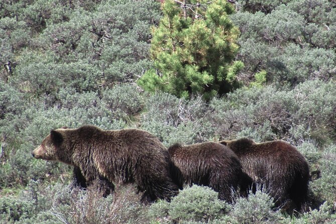 Lamar Valley Safari Hiking Tour With Lunch - Customer Feedback and Experiences