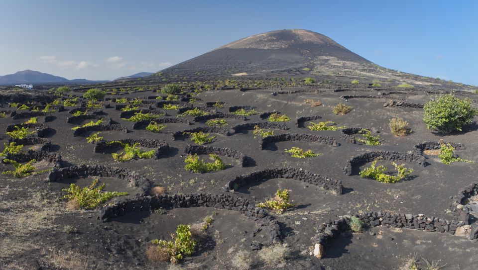 Lanzarote: Day Tour for Cruise Passengers - Experience Wine Tasting in La Geria