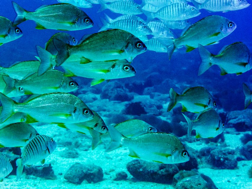 Lanzarote: Real Submarine Dive With Hotel Pickup - Underwater Sights