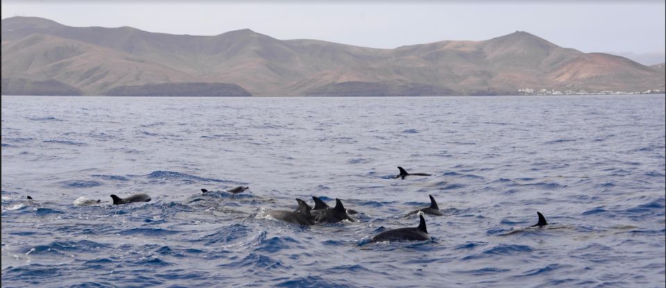 Lanzarote: Sea Safari Experience - Logistics and Requirements