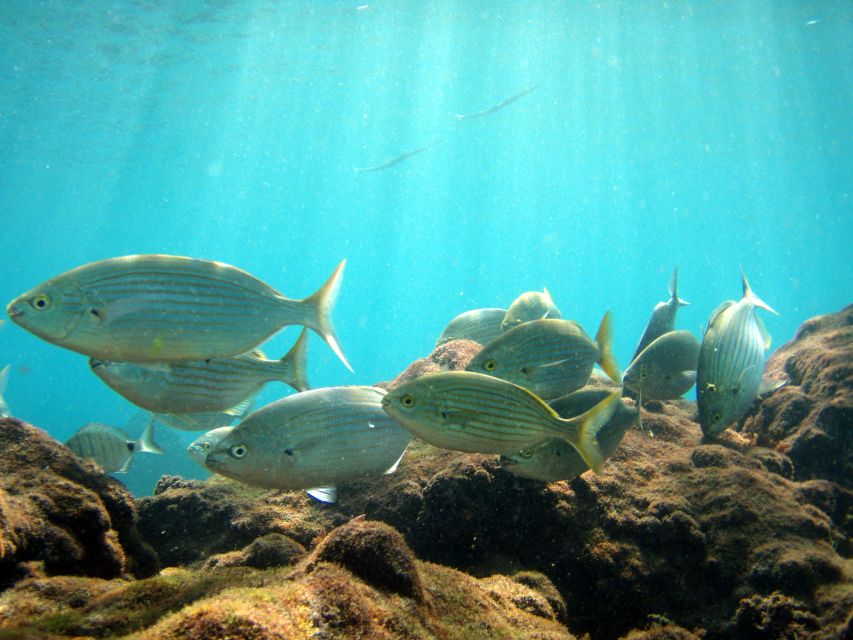 Lanzarote: Try Scuba Diving for Beginners - 2 Dives - What to Bring