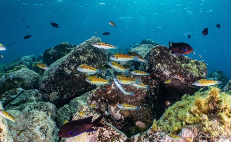 Lanzartefirst Scuba Dive Experience for Children 8-10 Aged - Important Participant Information