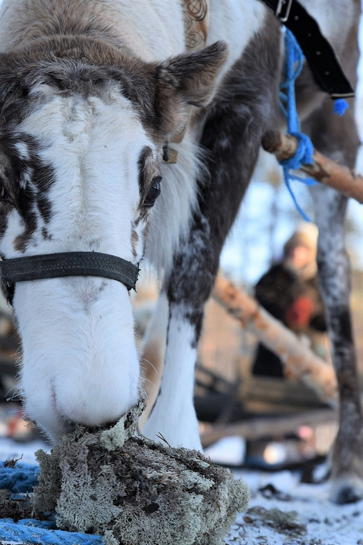 Levi: 3km Reindeer Sleigh Ride in the Forest at Night - Booking Information
