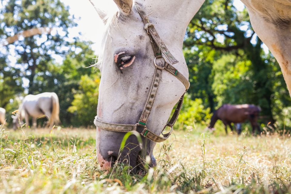 Ljubljana: Karst & Coast Full-Day Trip - Visit to Lipica Stud Farm