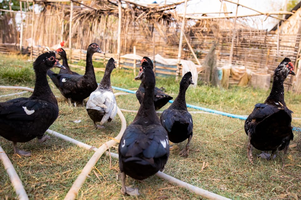 Local Khmer Village Experience Half-Day by Cycling Tour - Important Guidelines