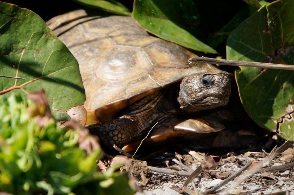 Madeira Beach, FL: Egmont Key Snorkeling and Dolphin Cruise - Opportunities for Wildlife Encounters