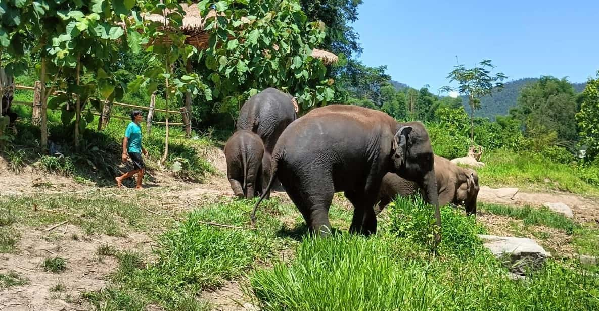 Maewang, Chiangmai: Elephant Jungle Park Day Tour - Pricing and Duration