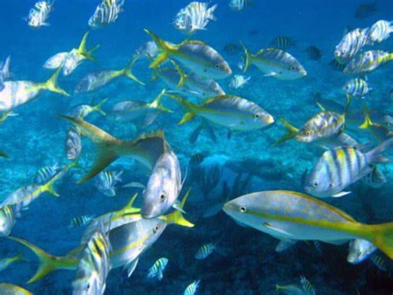 Maio: Reef Snorkeling - What to Bring