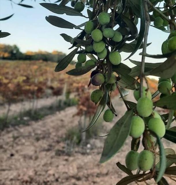 Mallorca: Bodega & Olives Minibus Tour With Tastings GERMAN - What to Bring