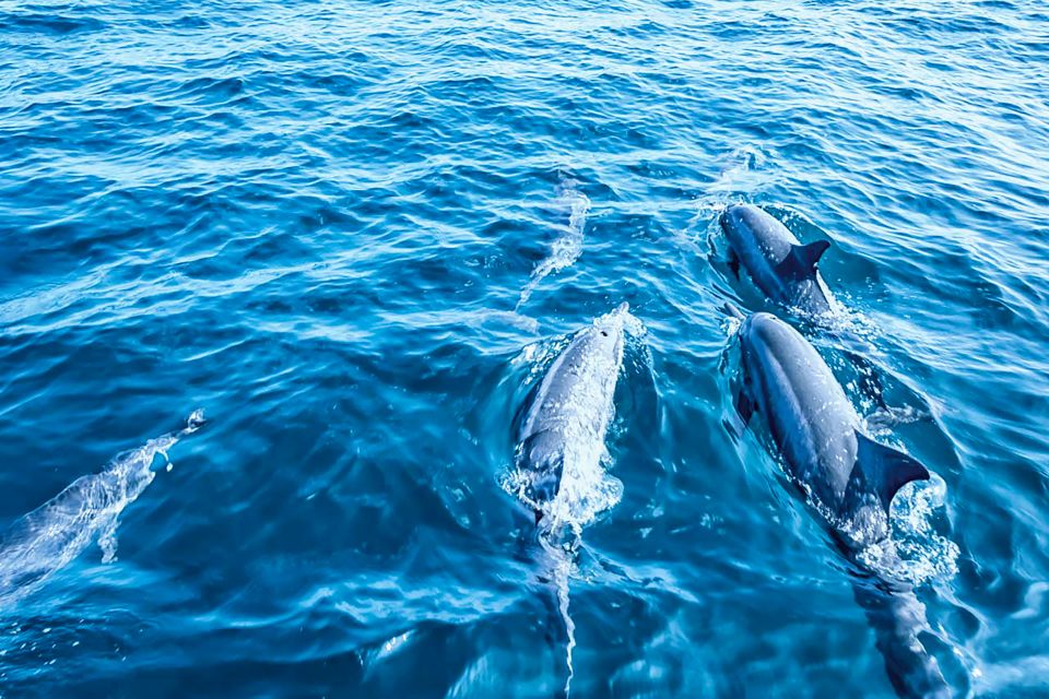 Mallorca: Dolphin Watching Cruise - Customer Feedback