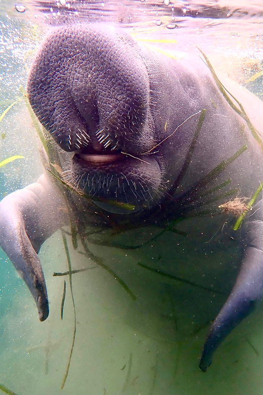 Manatee Snorkel Tour From American Pro Diving Center - Gear Up and Check-In