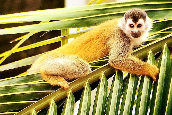Manuel Antonio National Park Tour From Uvita - Preparation and Packing Tips