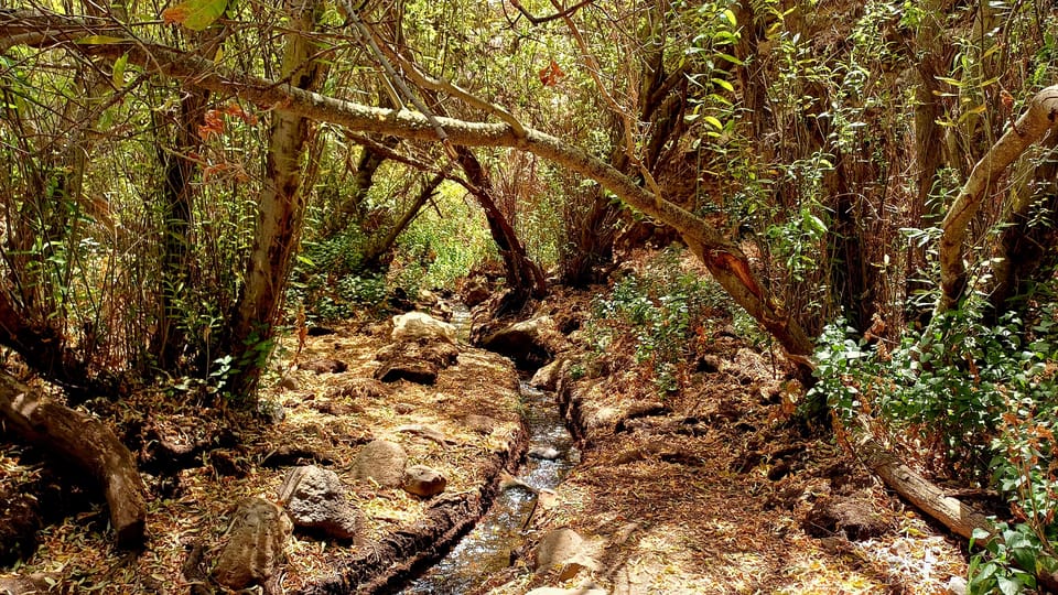 Maspalomas: Barranco De Los Cernicalos Rainforest Hike - Highlights of the Hike