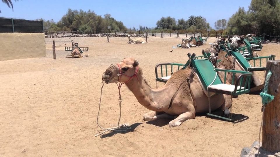 Maspalomas: E-Bike Tour Optional Camel Ride - Meeting Point and Info