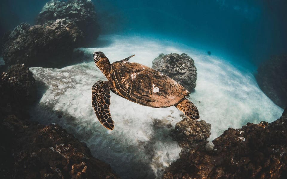 Maui: Alii Kai Turtles & Tacos Snorkel Sail - Booking Details