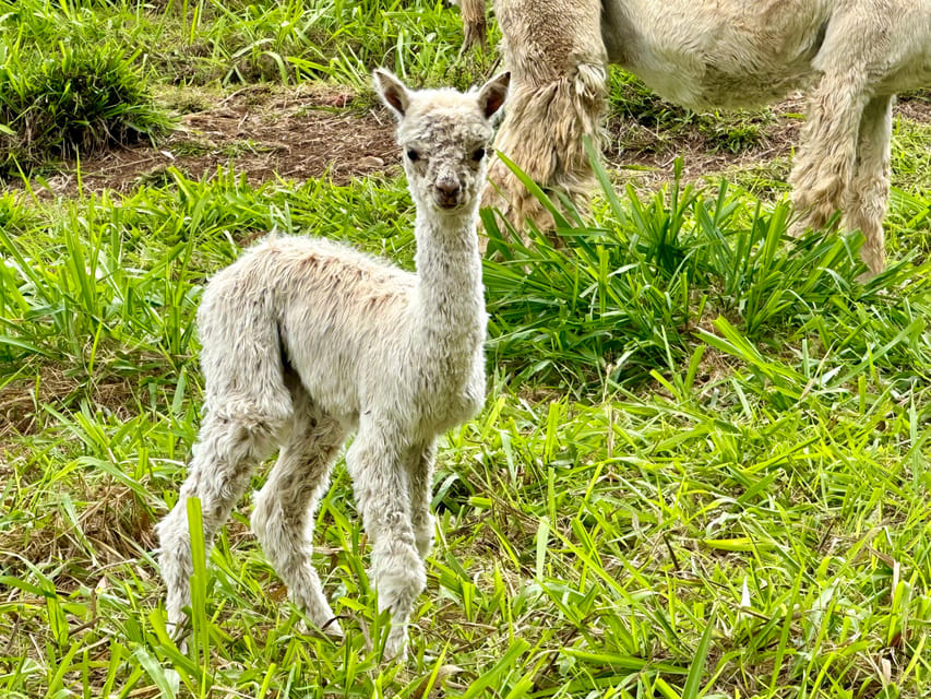 Maui: Alpaca Farm Visit With Hands-On Activities - Sustainable Fiber Production Practices