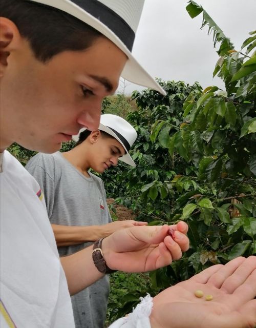 Medellín Coffee Farm Tour With Trolley and Cable Car Ride - Coffee Harvesting Insights