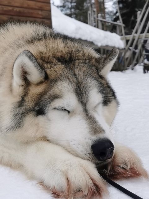 Meeting Santa Claus & Arctic Reindeer Safari & Hug Huskies - Husky Sleigh Adventure