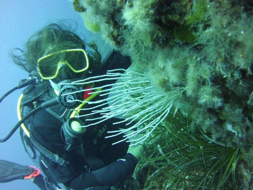 Menorca: Baptism Scuba Diving in Marine Reserve - Customer Feedback and Ratings