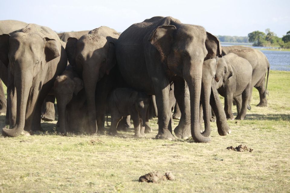 Minneriya Elephant Gathering Safari - Park Rules for Safety