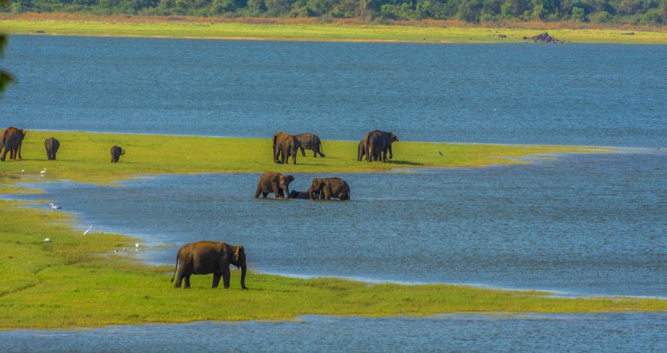 Minneriya: Minneriya National Park Private Safari - Customer Feedback