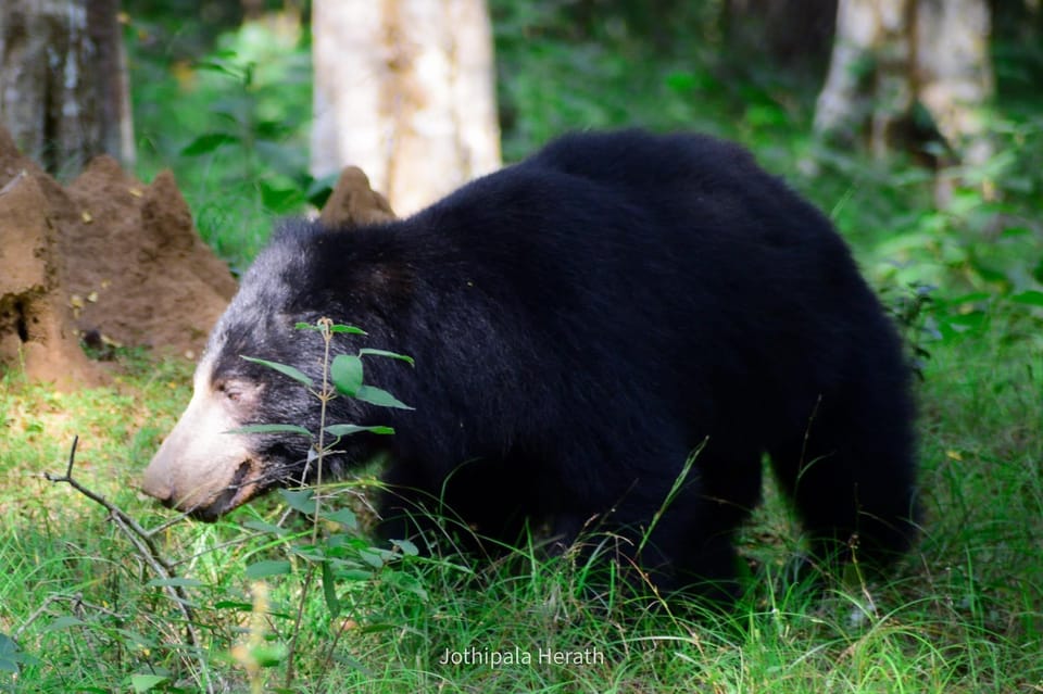 Minneriya National Park: Private 4X4 Safari From Trincomalee - Wildlife Viewing Opportunities