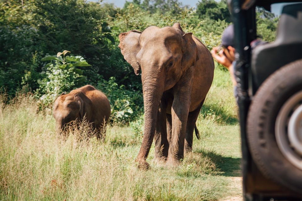 Minneriya National Park Safari in a 4x4 - Transportation and Logistics