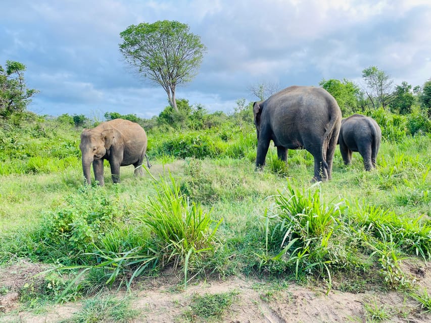 Minneriya National Park Safari in Golden Hours 4x4 Jeep - Elephant Gathering During Dry Season