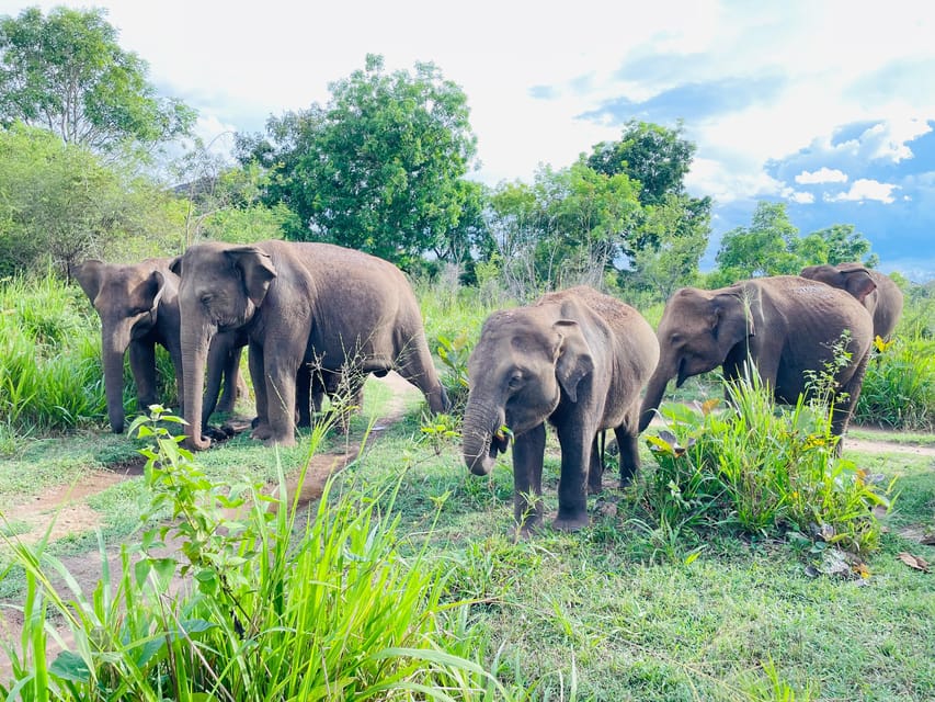 Minneriya Park Jeep Safari With Tickets Include Pickup Drop - Cancellation and Refund Policy