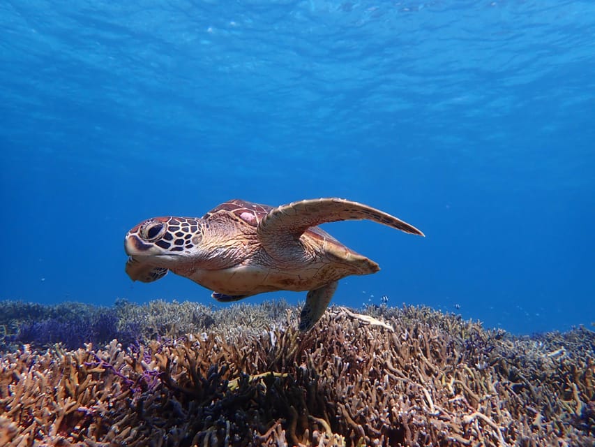 Miyako Island: Sea Turtle Snorkeling Tour - Restrictions and Recommendations