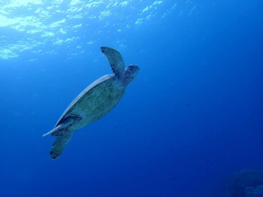 Moalboal Sardine Run, Sea Turtle & Mantayupan Falls - Booking Requirements