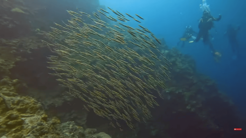 Moalboal : Scuba Diving Sardine Run and Turtle Chasing - Important Information