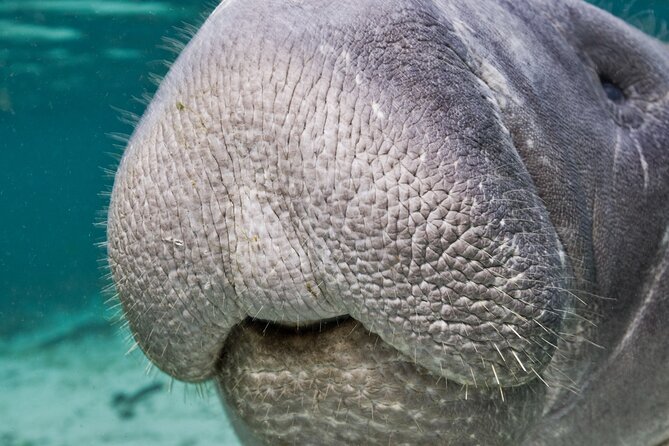 Morning Swim and Snorkel With Manatees-Guided Crystal River Tour - Pricing Details