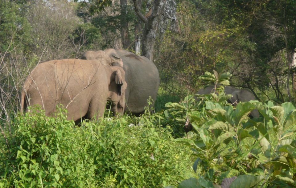 Multi-Day Tour: Udawalawe National Park Elephant Safari - Important Information