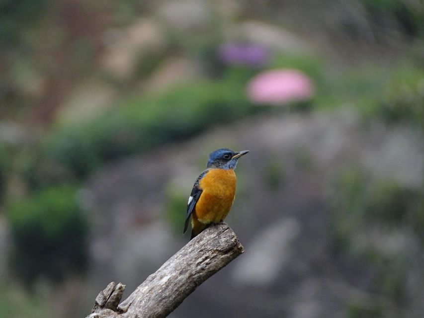 Munnar Birding and Bird Photography Trip - Transportation Details