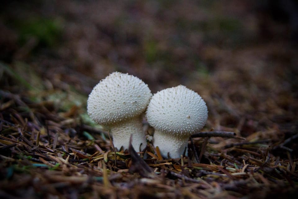 MUSHROOMS - Duration and Itinerary