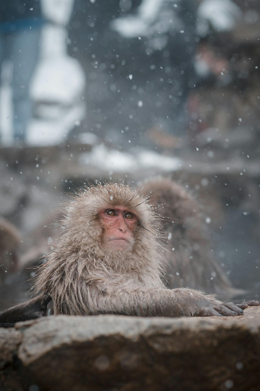 Nagano: Snow Monkeys, Zenkoji Temple & Sake Customized Trip - Booking Process