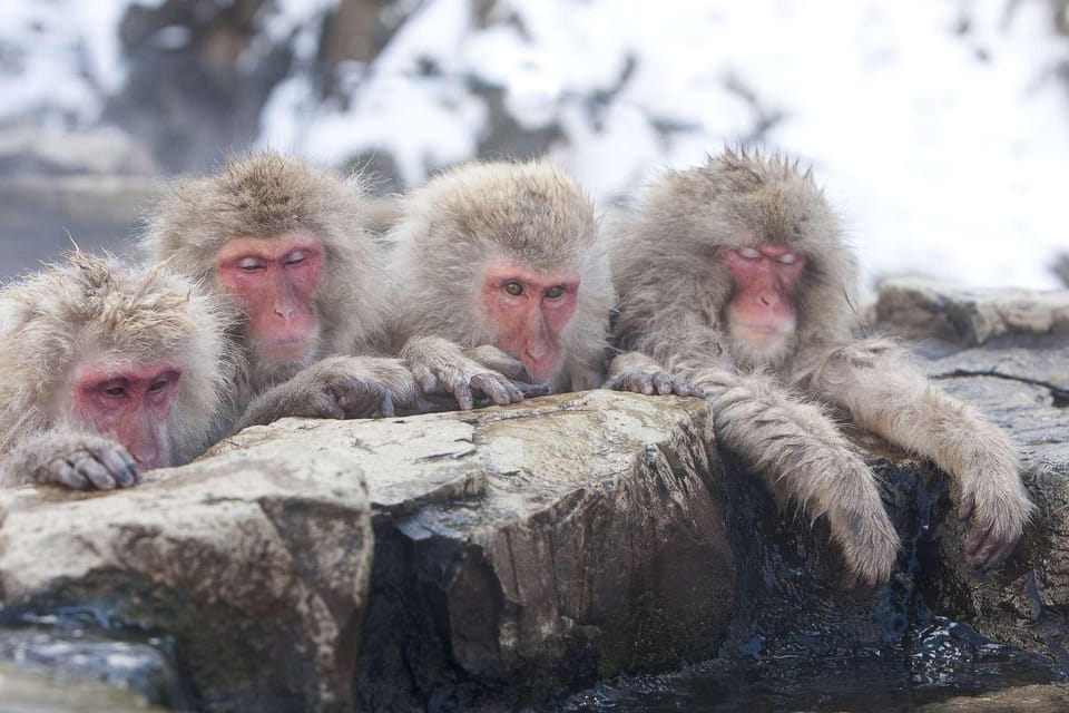 Nagano: Snow Monkeys, Zenkoji Temple & Sake Day Private Tour - Sake Day Activities