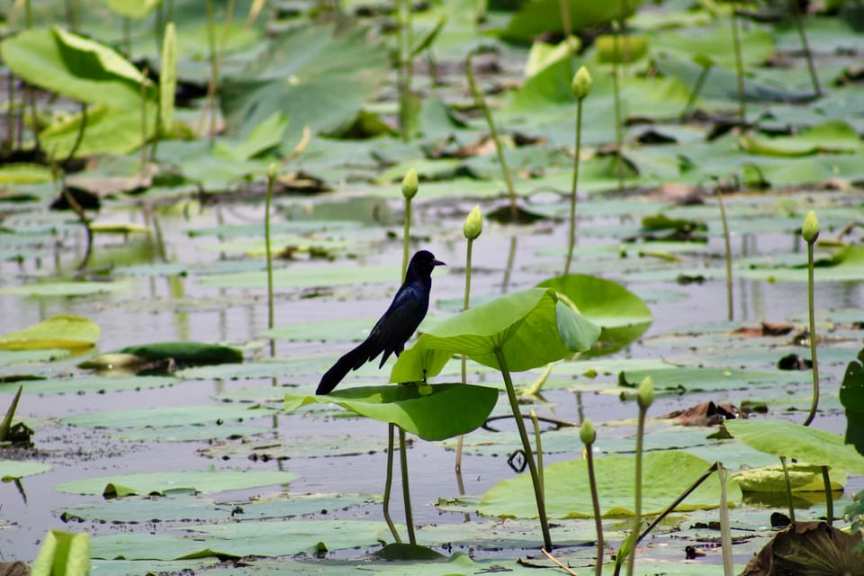 New Orleans: 6 Passenger Premium Airboat Swamp Tour - Participant Restrictions