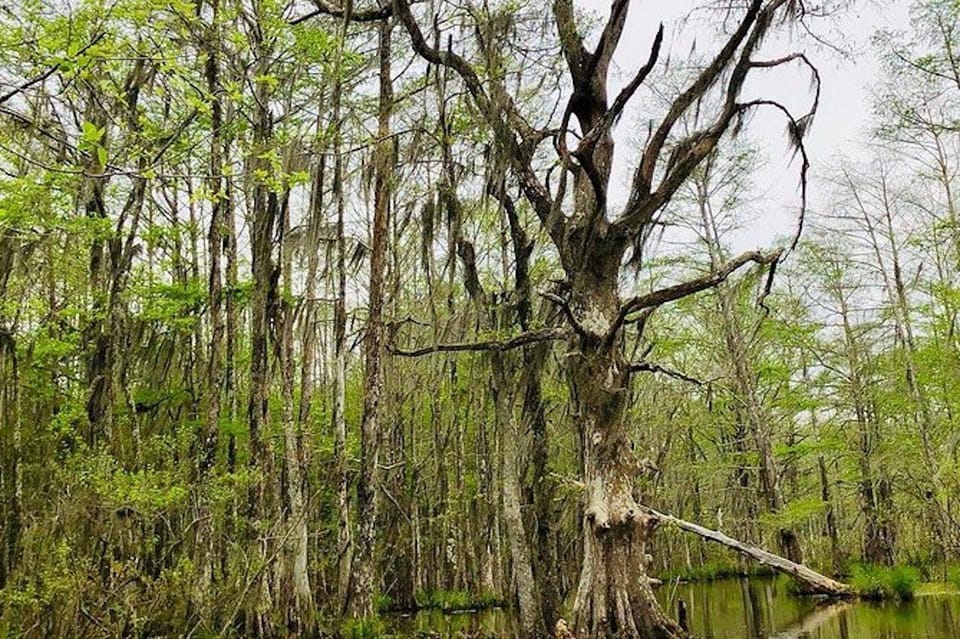 New Orleans: Honey Island Swamp and Bayou Boat Tour - Participant Suitability