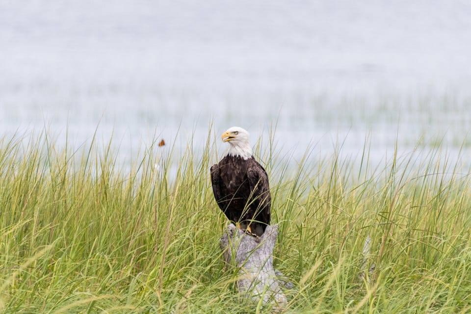 Newburyport: Plum Island Bird Watching Tour W/Transportation - Preparation and Guidelines