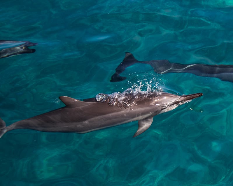 Oahu: Dolphin Watching With Lunch and Ocean Sports - Customer Reviews and Ratings