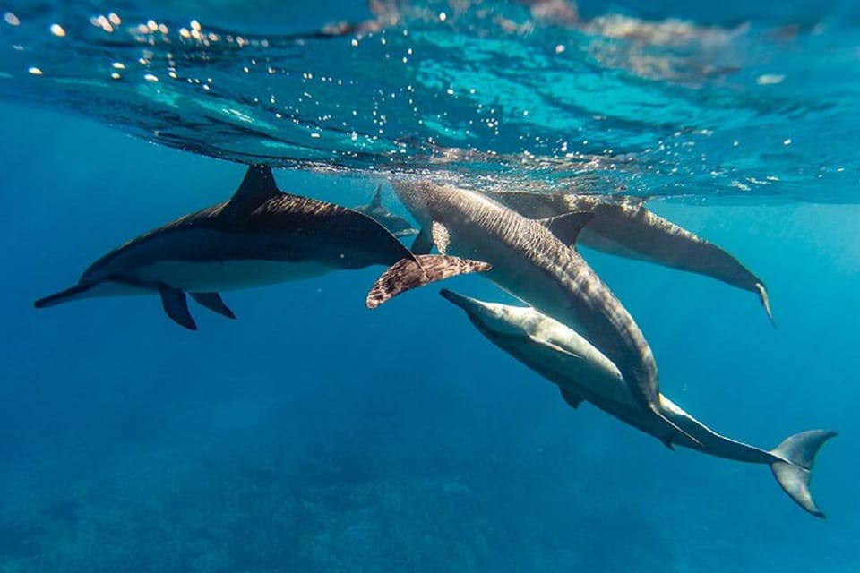 Oahu: North Shore Snorkeling Tour From Haleiwa - Meeting and Departure Details